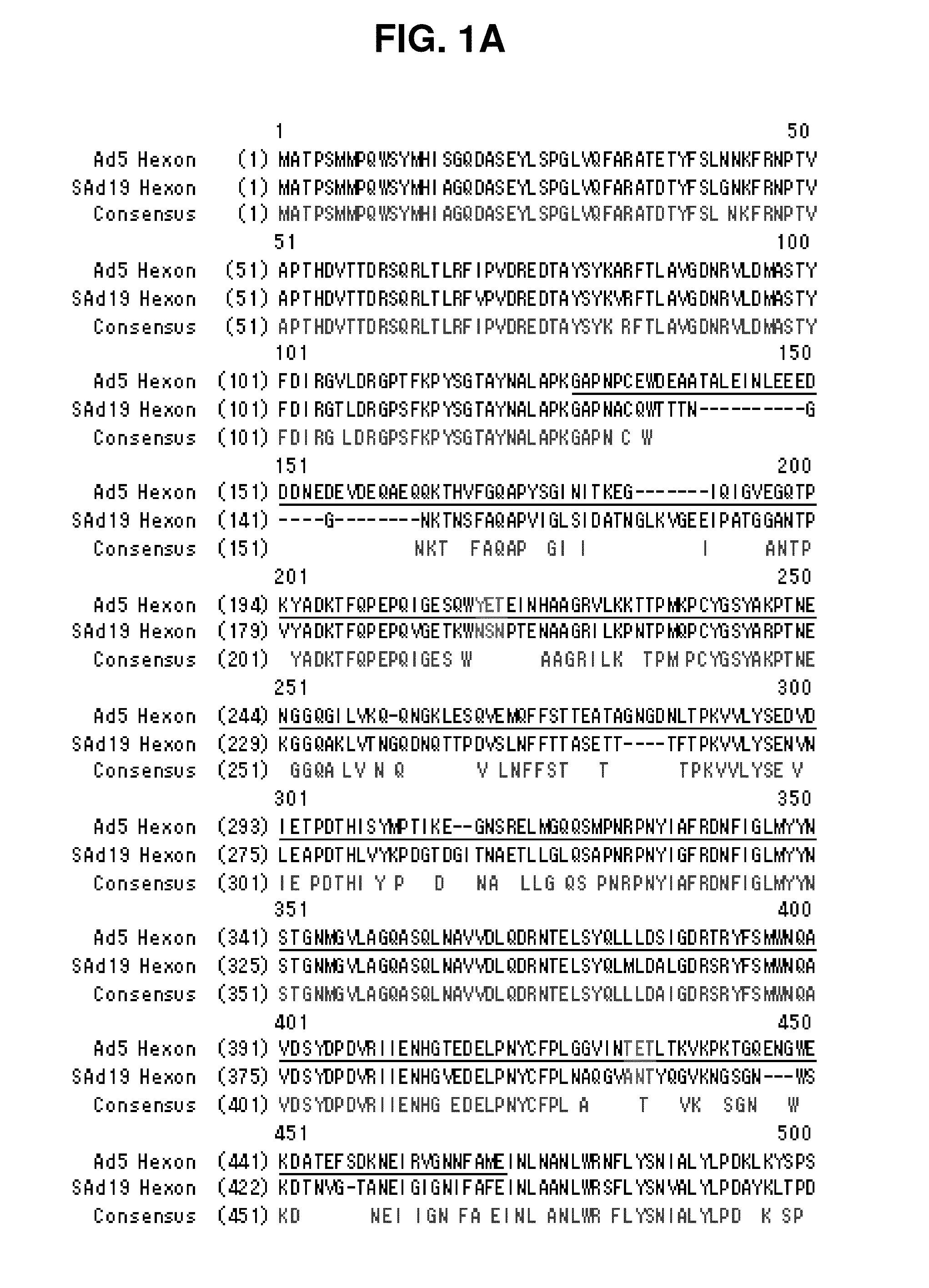 Hexon isolated from simian adenovirus serotype 19, hypervariable region thereof and chimeric adenovirus using the same