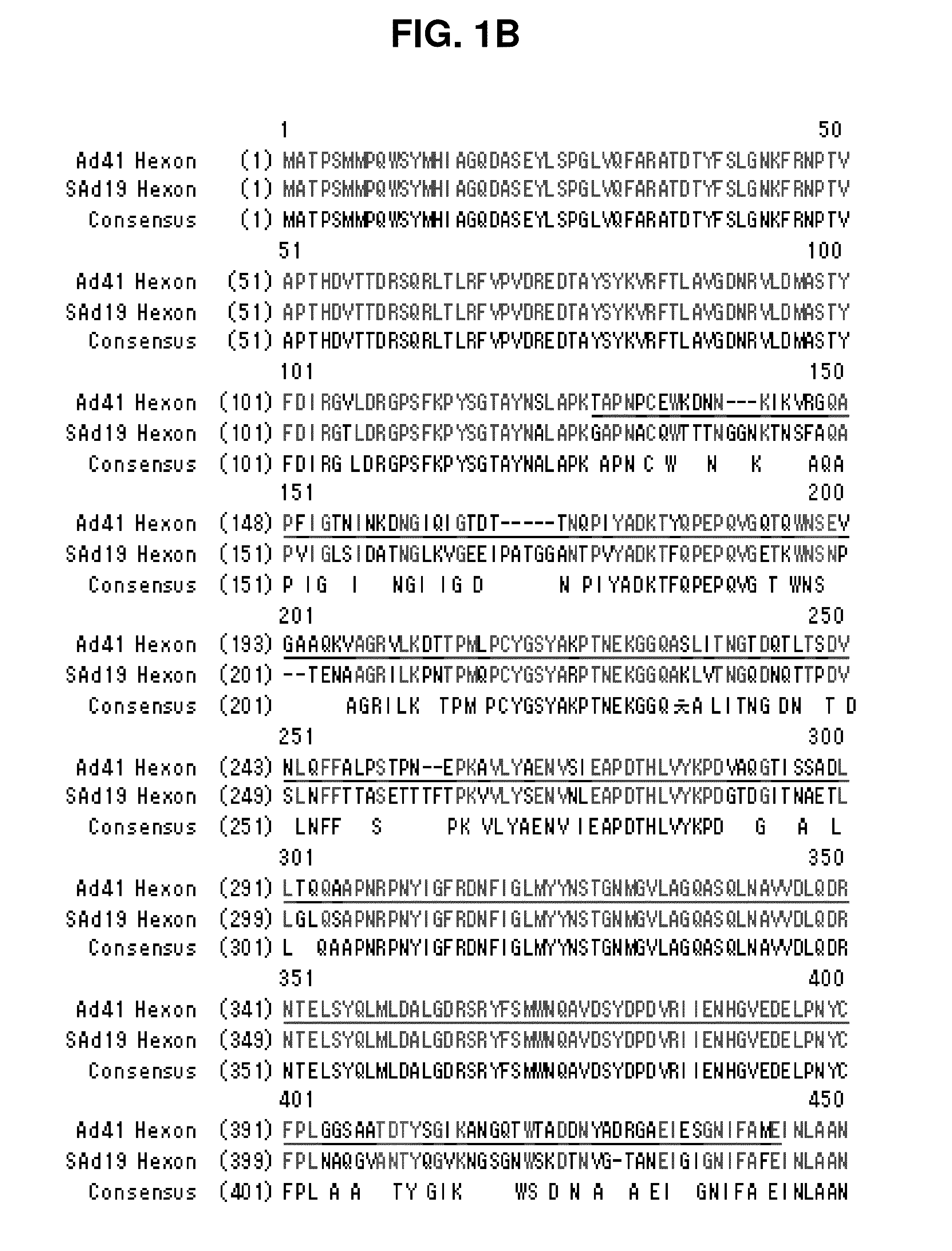 Hexon isolated from simian adenovirus serotype 19, hypervariable region thereof and chimeric adenovirus using the same