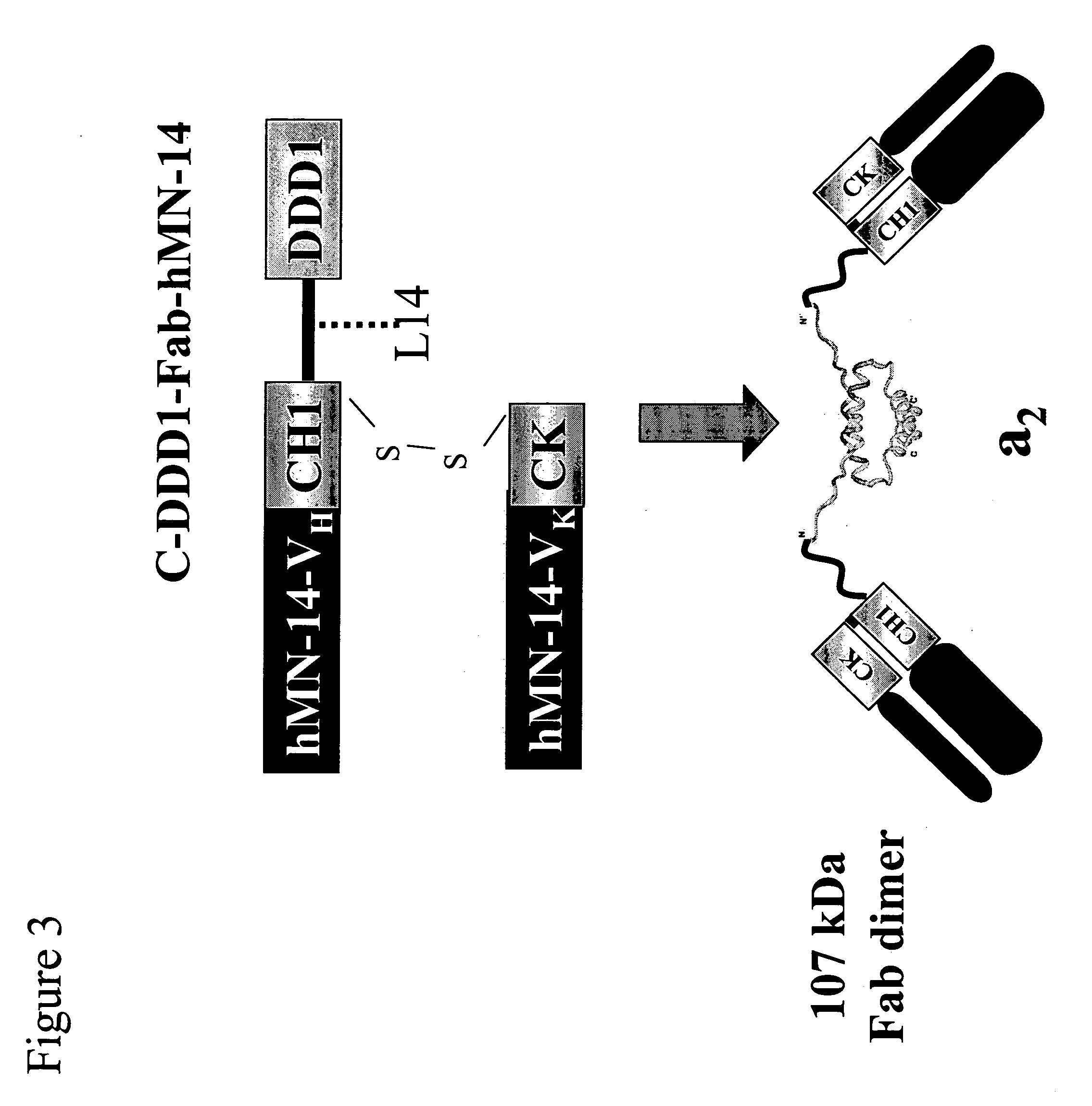 Methods for generating stably linked complexes composed of homodimers, homotetramers or dimers of dimers and uses