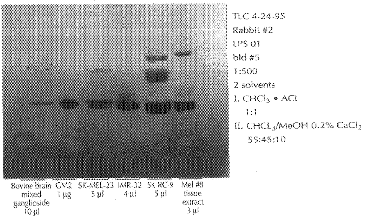 Process for producing GM2 specific antibodies