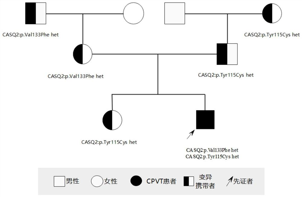 Mutant hereditary arrhythmia gene and application thereof