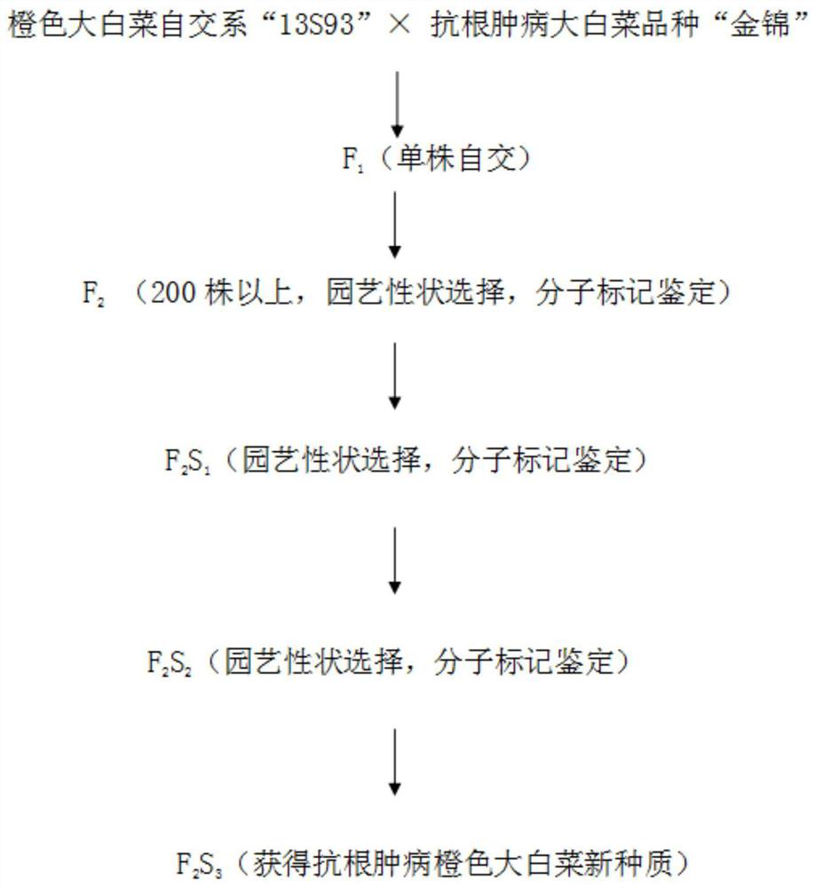 Breeding method of clubroot-resistant orange-heading Chinese cabbage new germplasm