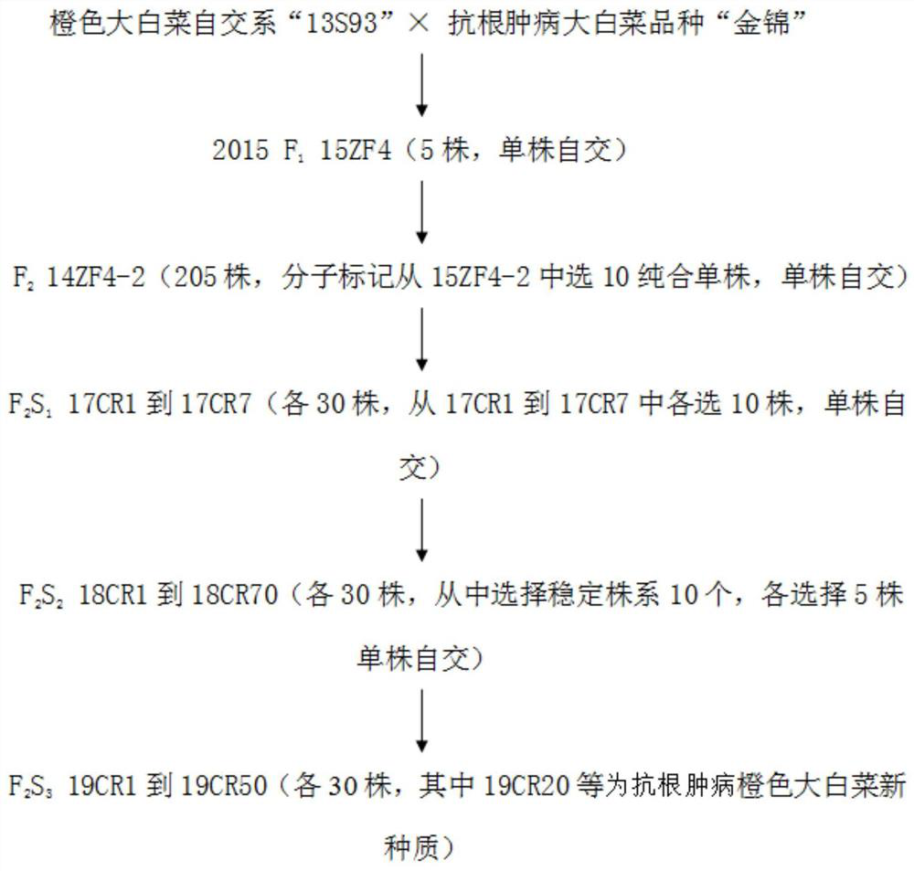 Breeding method of clubroot-resistant orange-heading Chinese cabbage new germplasm