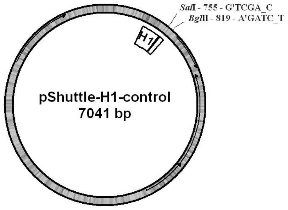 siRNA for inhibiting expression of NK cell KIR 2DL1 receptor and application of siRNA