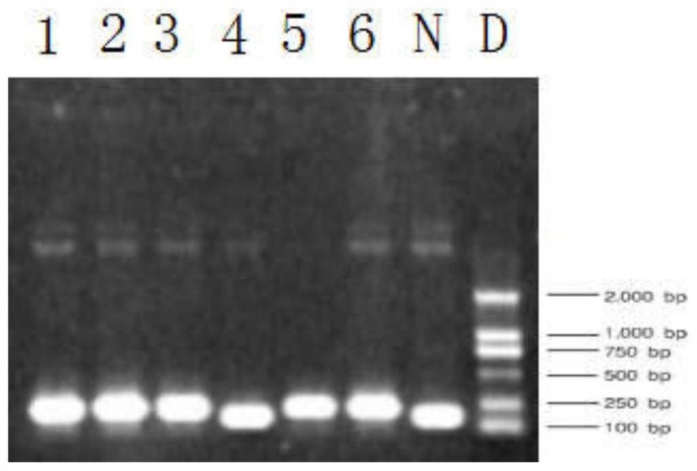 siRNA for inhibiting expression of NK cell KIR 2DL1 receptor and application of siRNA