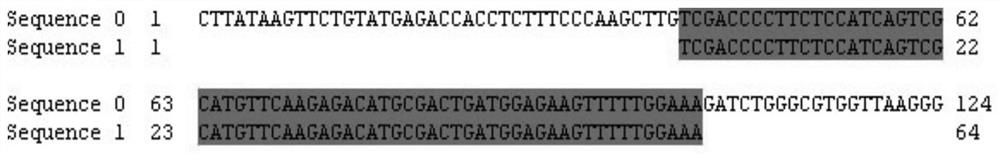 siRNA for inhibiting expression of NK cell KIR 2DL1 receptor and application of siRNA