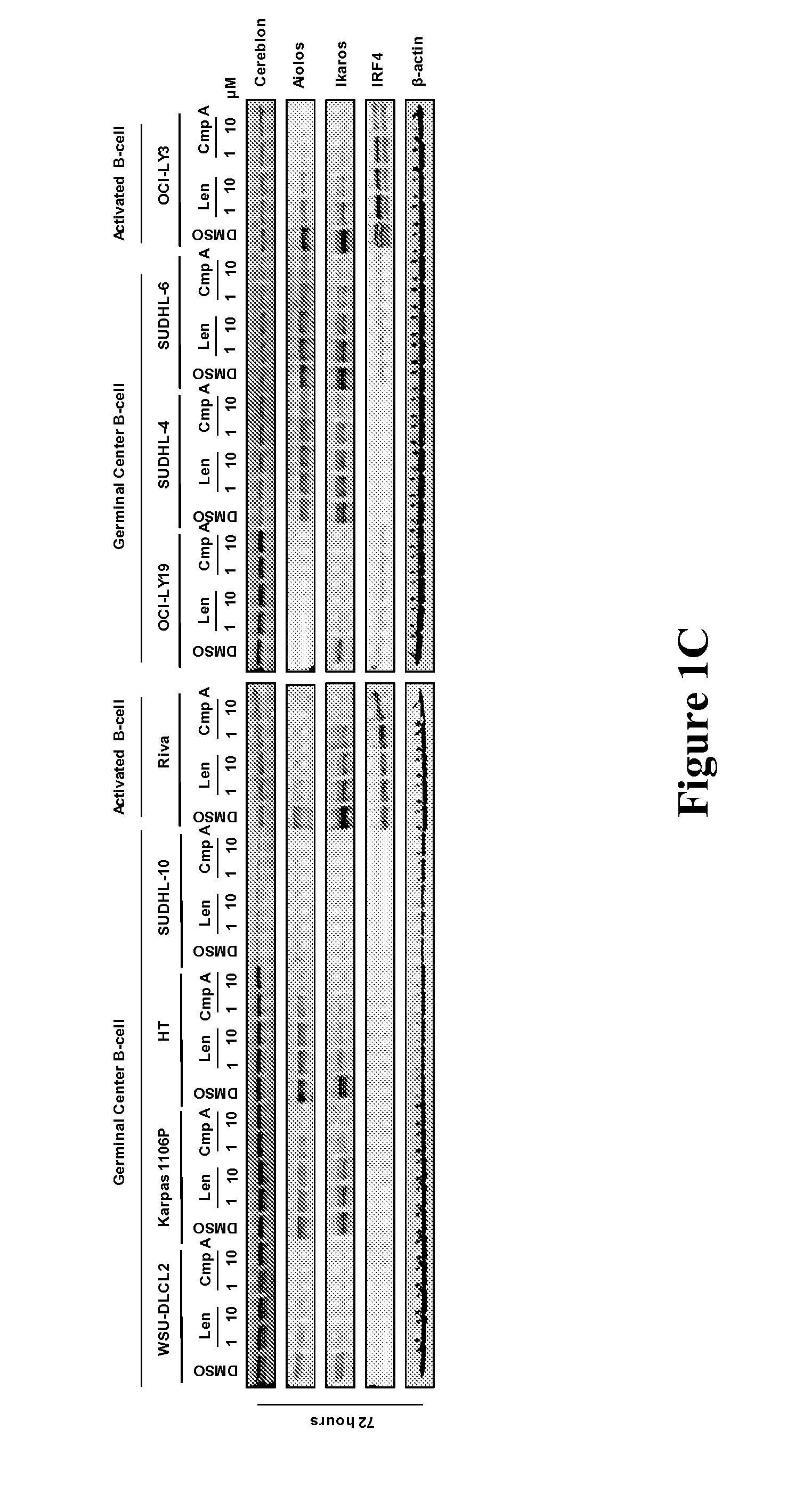Methods for determining drug efficacy for the treatment of diffuse large b-cell lymphoma, multiple myeloma, and myeloid cancers
