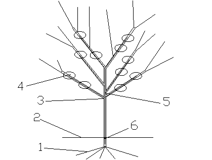 Method for irrigating trees by rainwater
