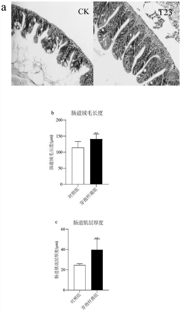 Probiotic strain for aquatic feeding and preparation method for microbial agent of probiotic strain