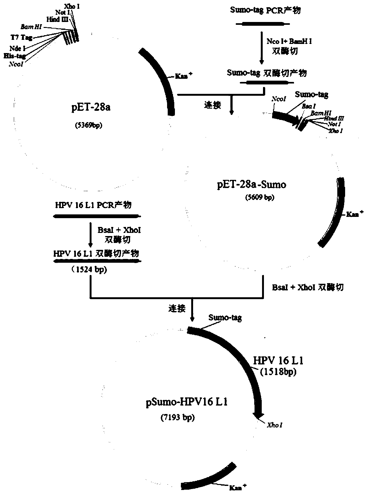 Recombinant plasmid expressing soluble human papillomavirus 16 subtype l1 protein and its expression method