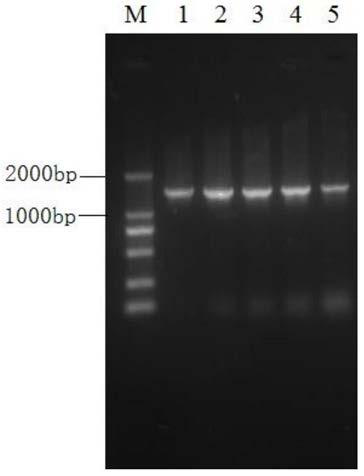 Recombinant plasmid expressing soluble human papillomavirus 16 subtype l1 protein and its expression method