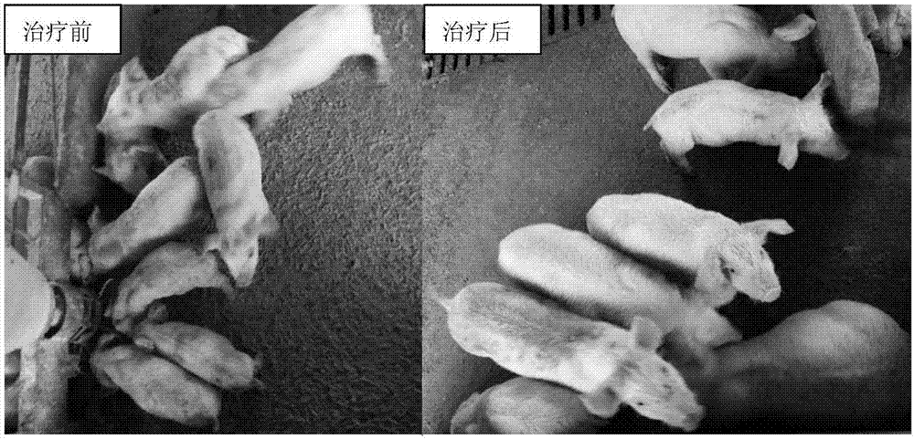 Traditional Chinese medicine composition for treating cad pig and preparation method thereof