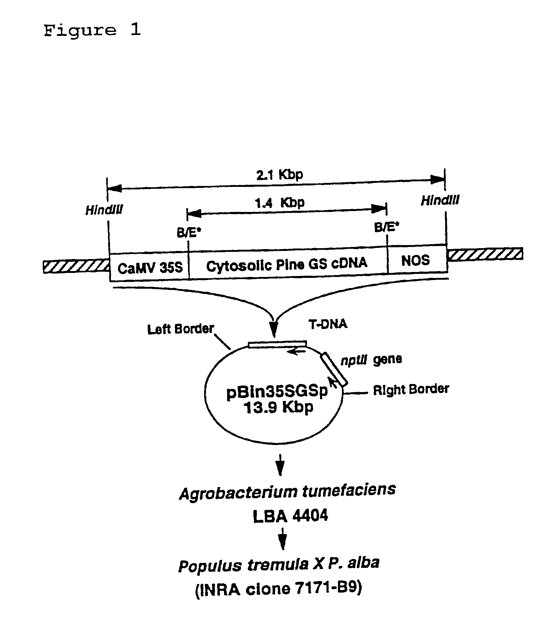 Transgenic poplar trees comprising glutamine synthetase from pine having improved nitrogen metabolism and methods of making and using the same