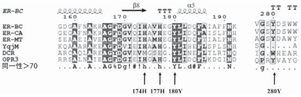 A mutant protein of enoate reductase and its application