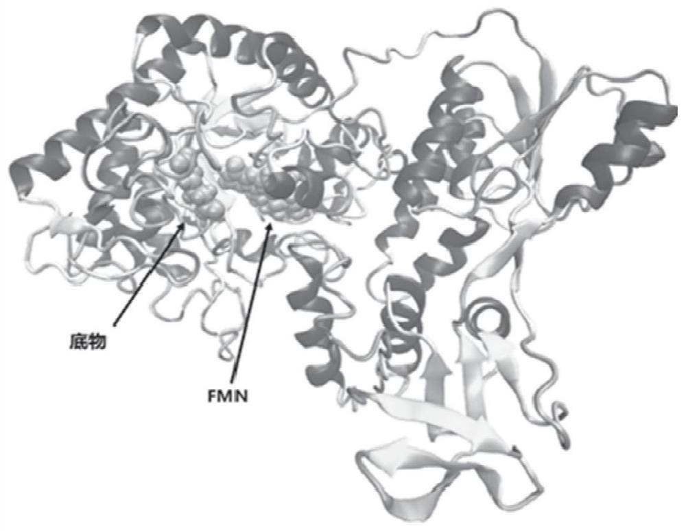 A mutant protein of enoate reductase and its application