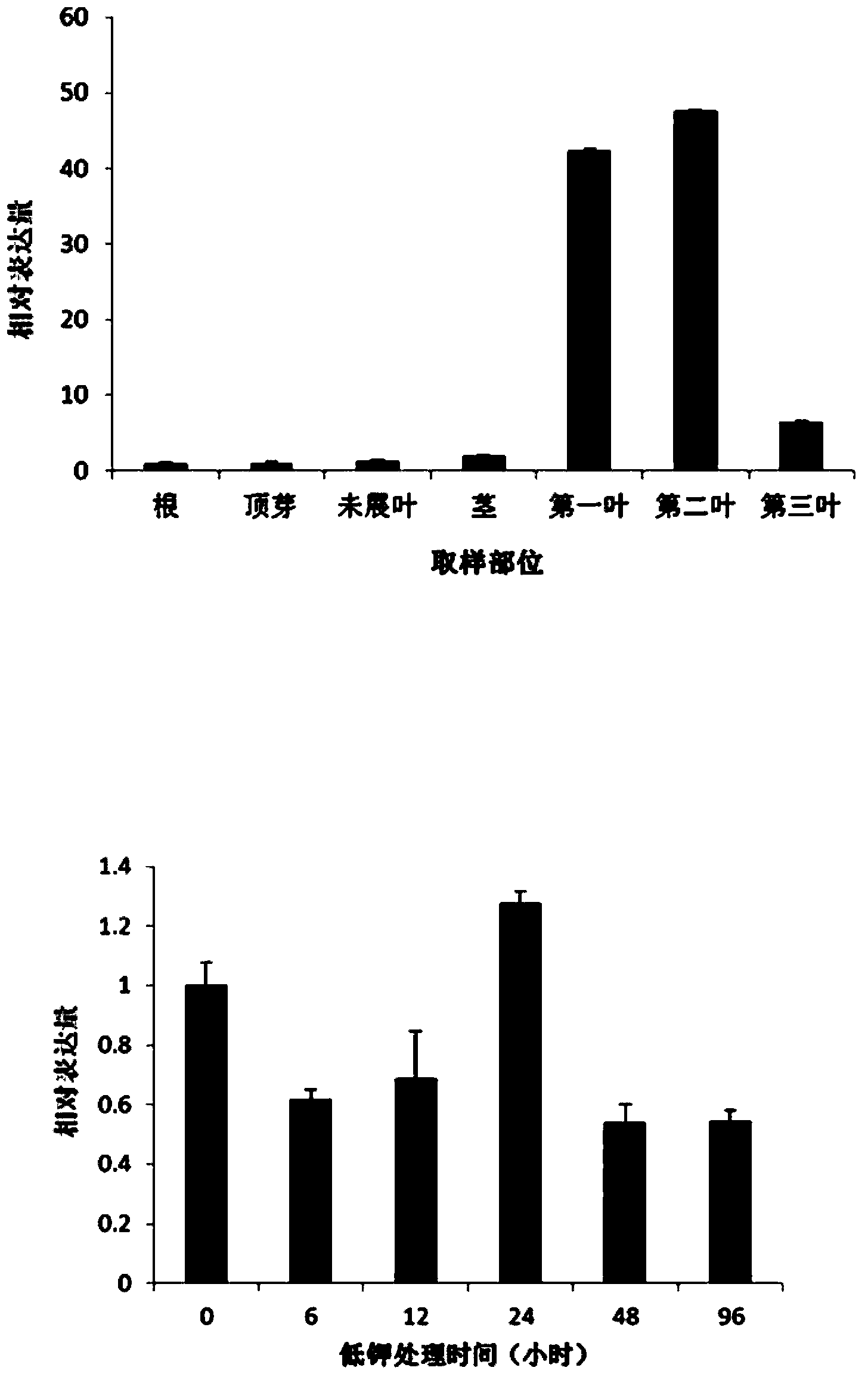 Protein related to plant potassium ion absorption capacity, and coding gent and application thereof