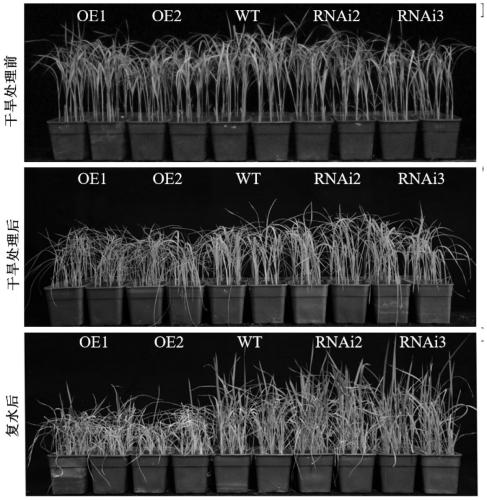 Application of protein OsZZW1 in regulating and controlling drought resistance of oryza sativa