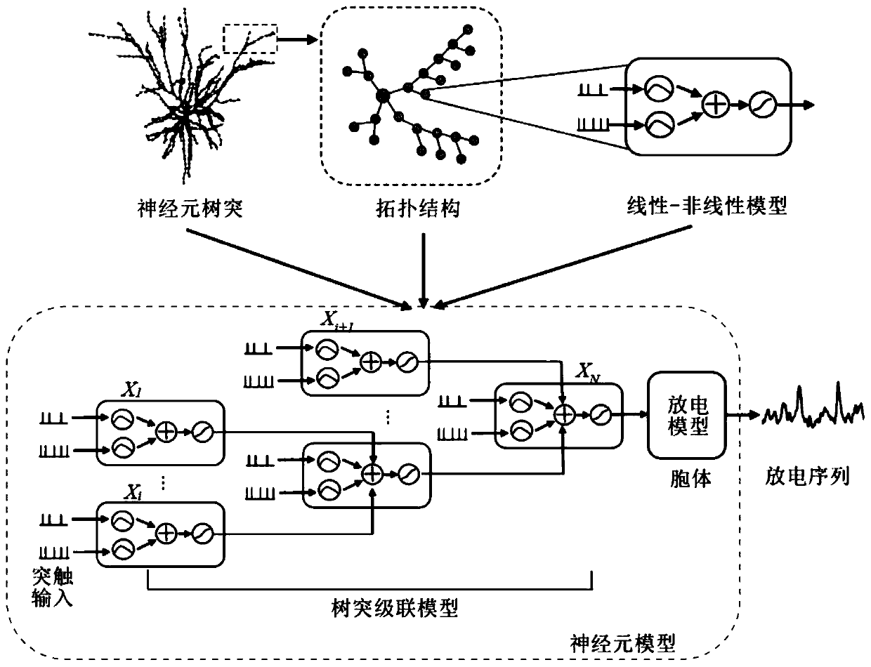 In-vivo neuron modeling method based on neuromorphology