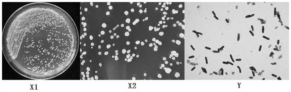 Bacillus velezensis 05-1205 as well as acquisition method and application thereof