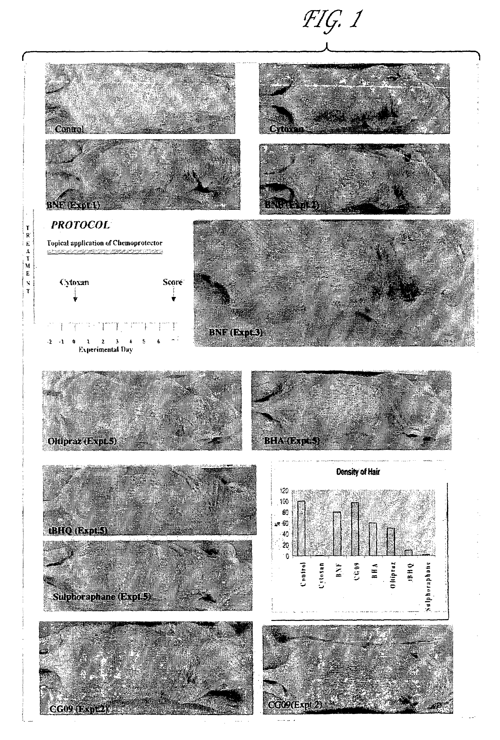Compositions and methods for protecting cells during cancer chemotherapy and radiotherapy