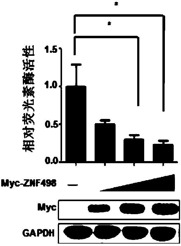 Application of ZNF498 protein expression quantity inhibiting substance in preparing cancer preventing and treating products