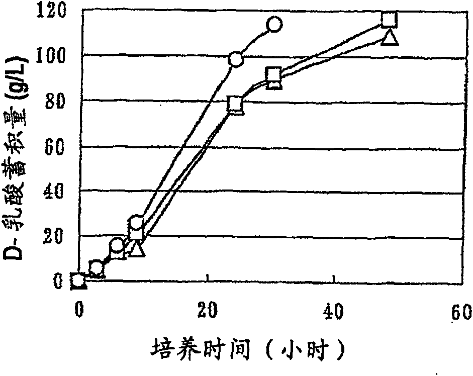 Biocatalyst for producing d-lactic acid