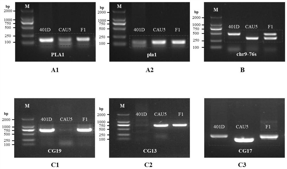 Haploid induction line genetic purity preservation method based on reproductive isolation characters