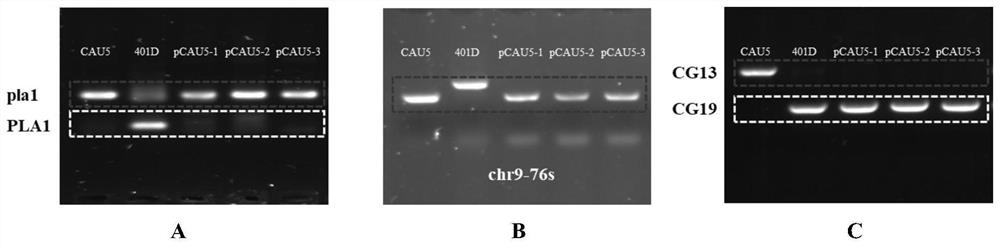 Haploid induction line genetic purity preservation method based on reproductive isolation characters