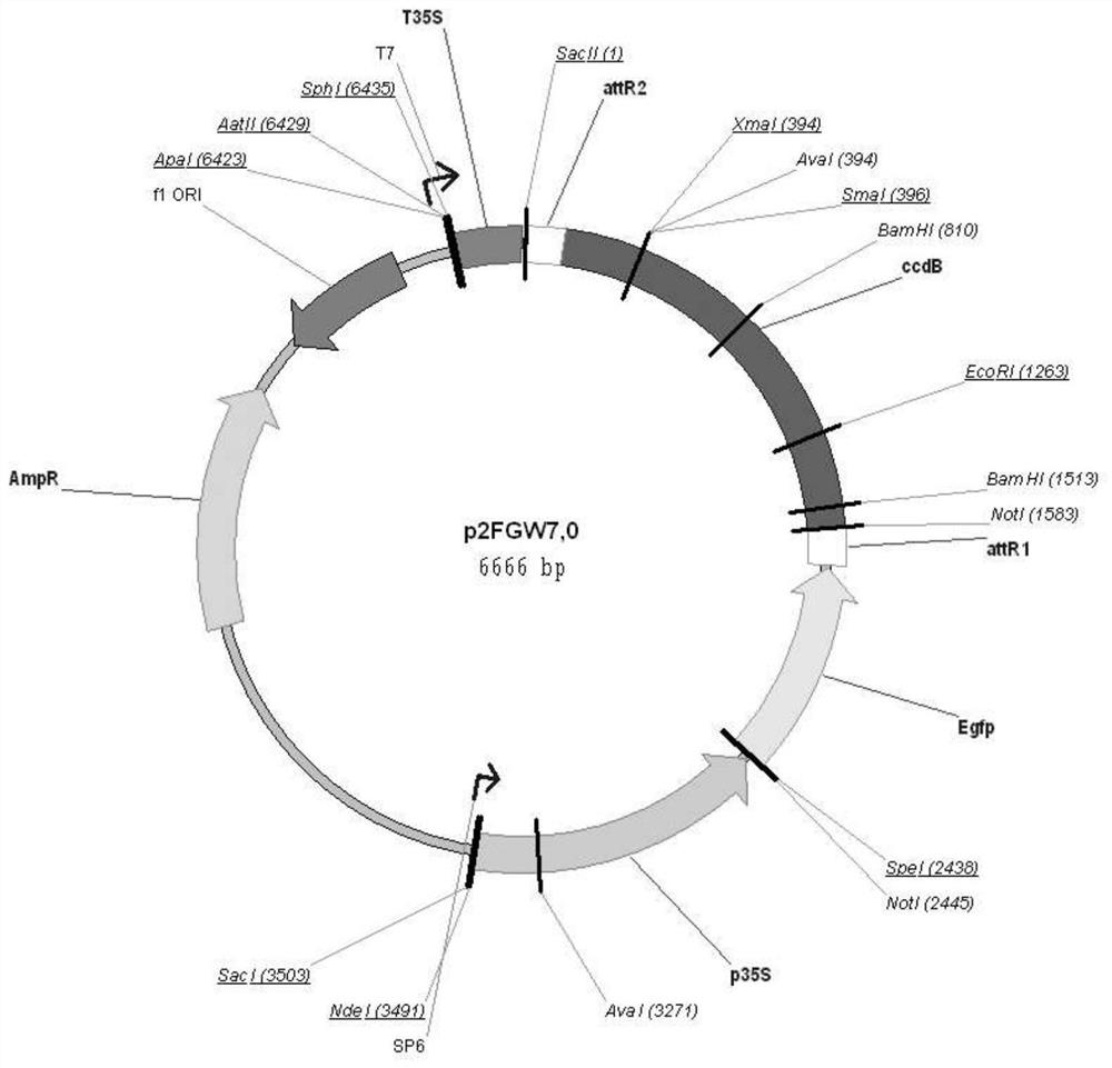 A method for the isolation, purification and efficient transformation of mesophyll protoplasts of Zhongshan fir variety 406