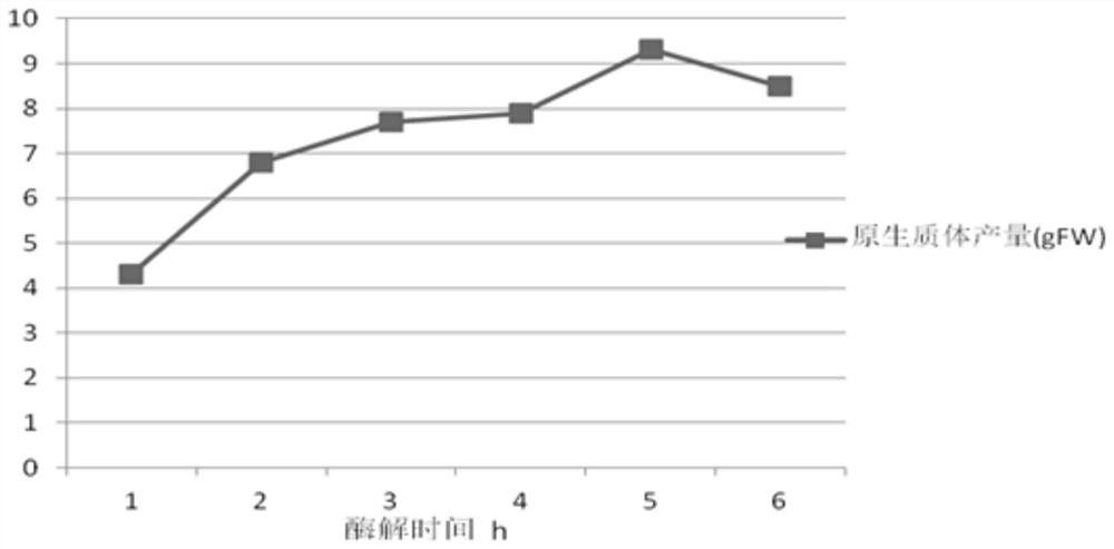 A method for the isolation, purification and efficient transformation of mesophyll protoplasts of Zhongshan fir variety 406