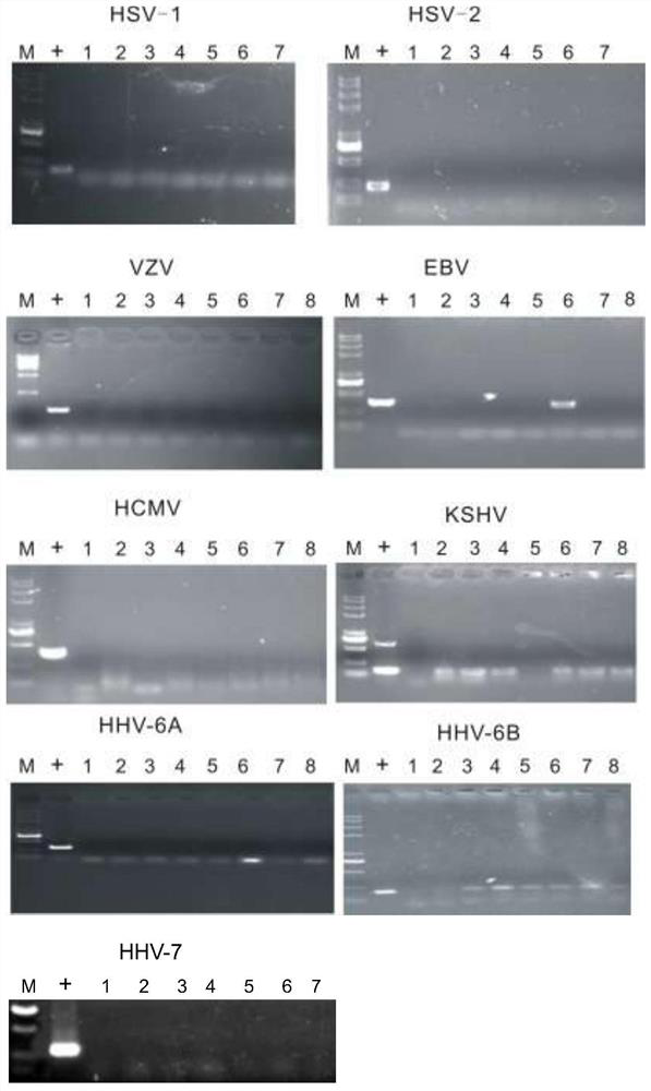 Rapid detection and quantification reagents and kits for various subtypes of human herpesvirus