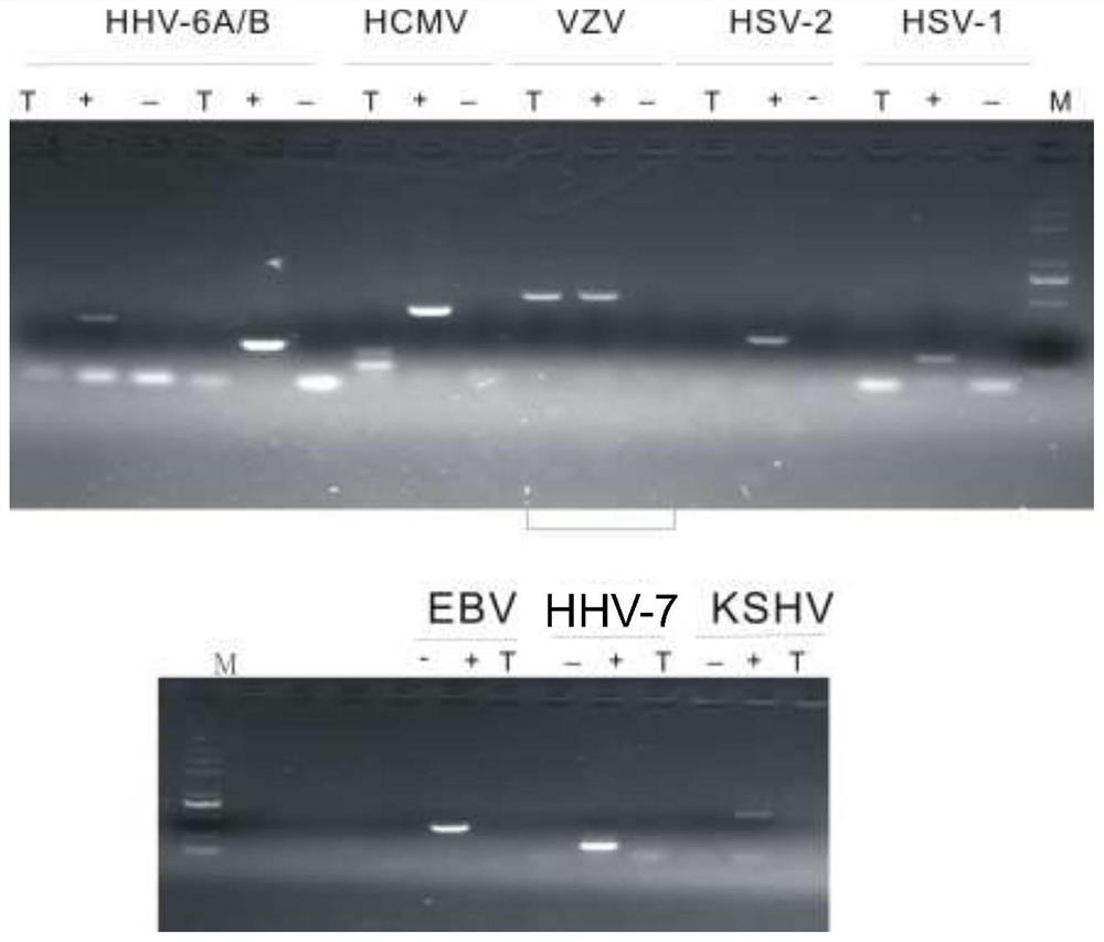 Rapid detection and quantification reagents and kits for various subtypes of human herpesvirus