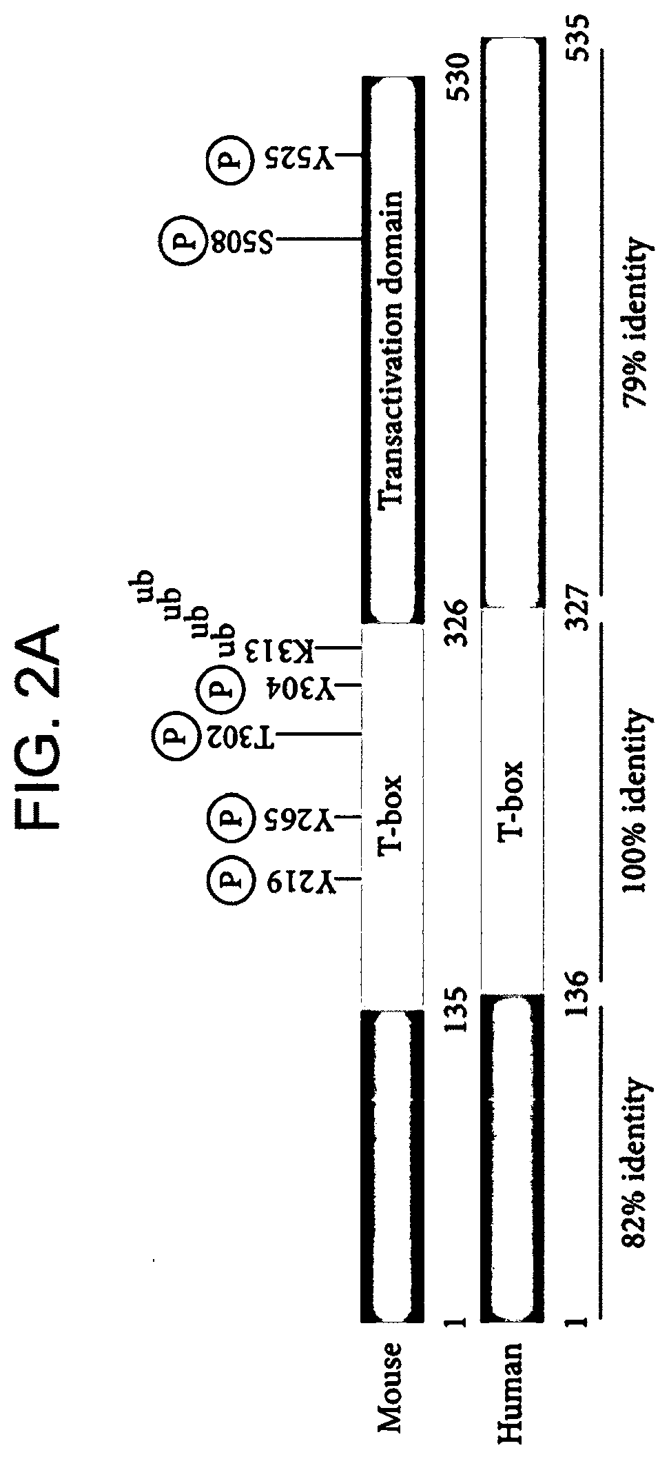 Nucleic acid constructs for co-expression of chimeric antigen receptor and transcription factor, cells containing and therapeutic use thereof
