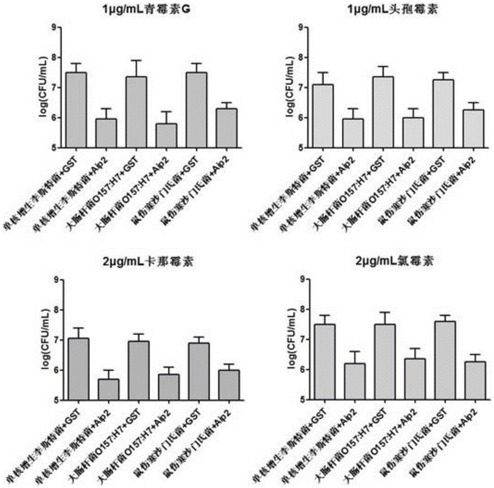 Application of Bifidobacterium longum protein in improvement of antibiotics sensitivity of Salmonella typhimurium