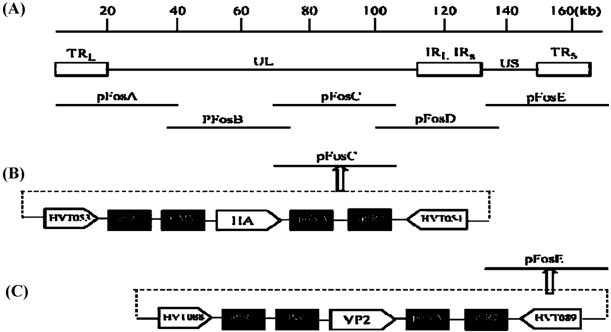 Recombinant turkey herpesvirus vaccine strain coexpressing H5 subtype avian influenza HA protein and infectious bursal VP2 protein