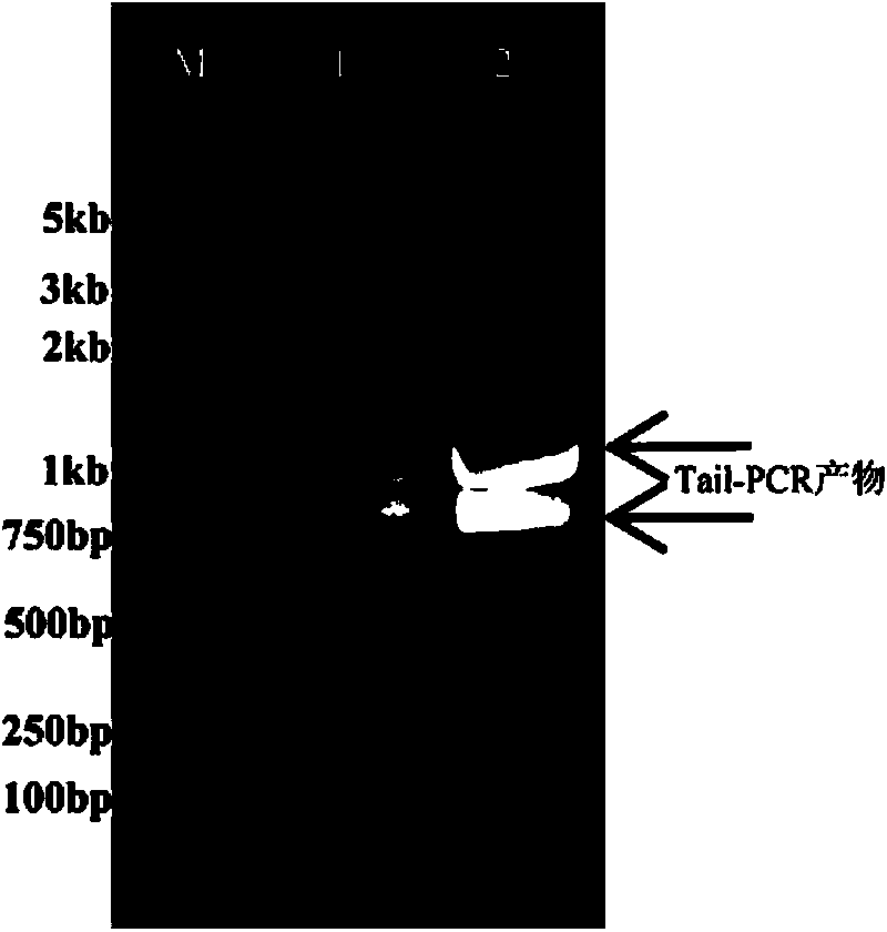 High-glyphosate-tolerance EPSP synthase (5-enolpyruvylshikimate-3-phosphate synthase), and coding gene and application thereof