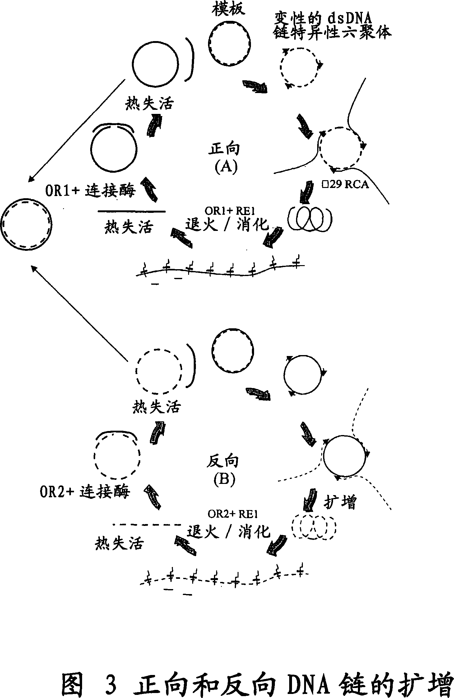 Cell free biosynthesis of high-quality nucleic acid and uses thereof