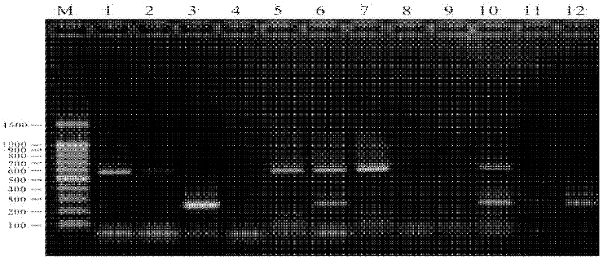 Dual-PCR (Polymerase Chain Reaction) assay kit for duck circovirus and duck hepatitis virus