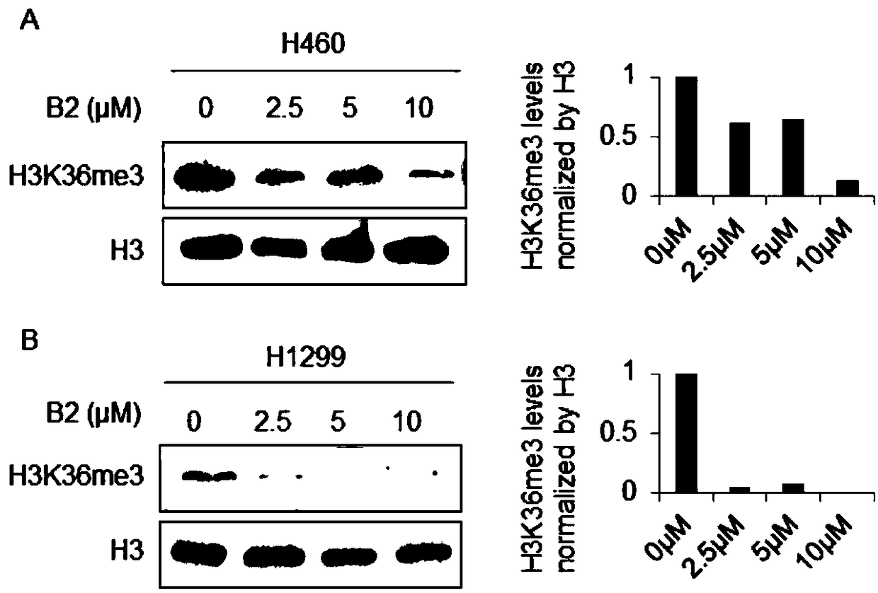 Compound B2 as histone methyltransferase NSD3 activity inhibitor and application thereof