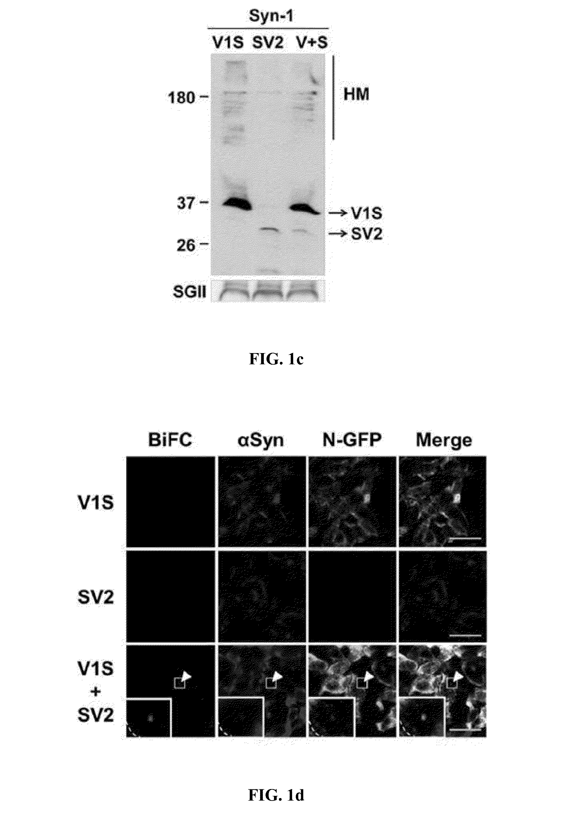 Method for measuring cell-to-cell transmission of alpha-synuclein aggregates using bimolecular fluorescence complementation system and method for screening a substance for preventing or treating neurodegenerative disease using the same