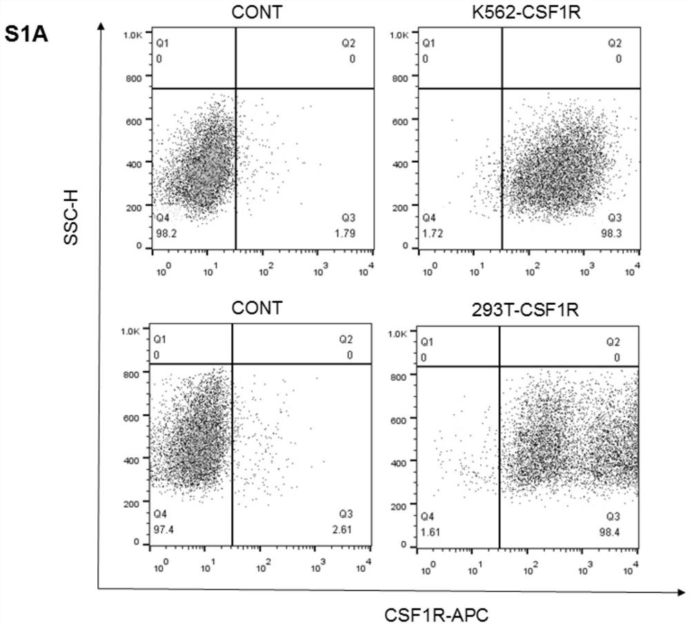 Targeting csf1r chimeric antigen receptor modified nk92mi cells and T cells and their preparation and application