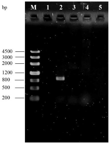 Molecular marker used for identification of Sanzan gum and synthesis bacteria thereof, and preparation and application of molecular marker