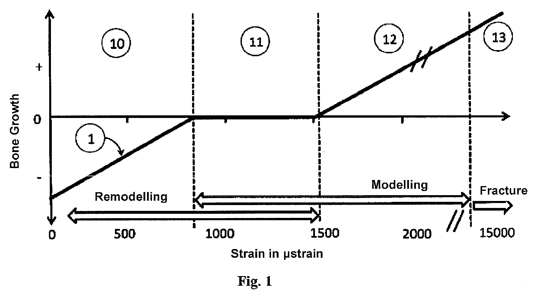 Bone-anchoring or bone-connecting device that induces a strain stimulus
