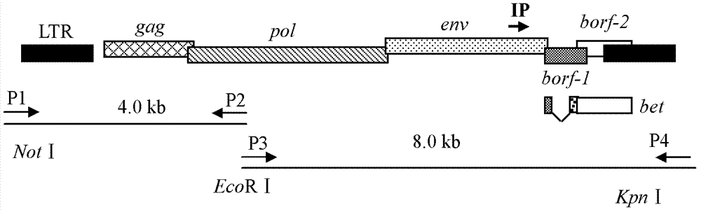 Construction and application of an infectious clone of bovine foamy virus