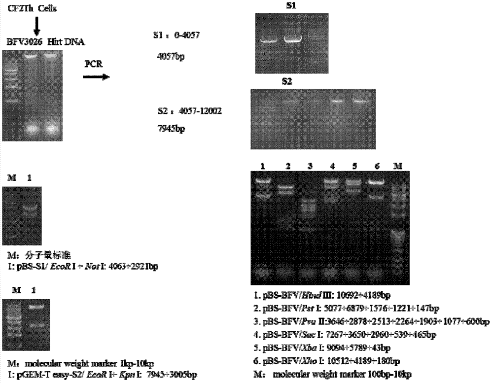 Construction and application of an infectious clone of bovine foamy virus