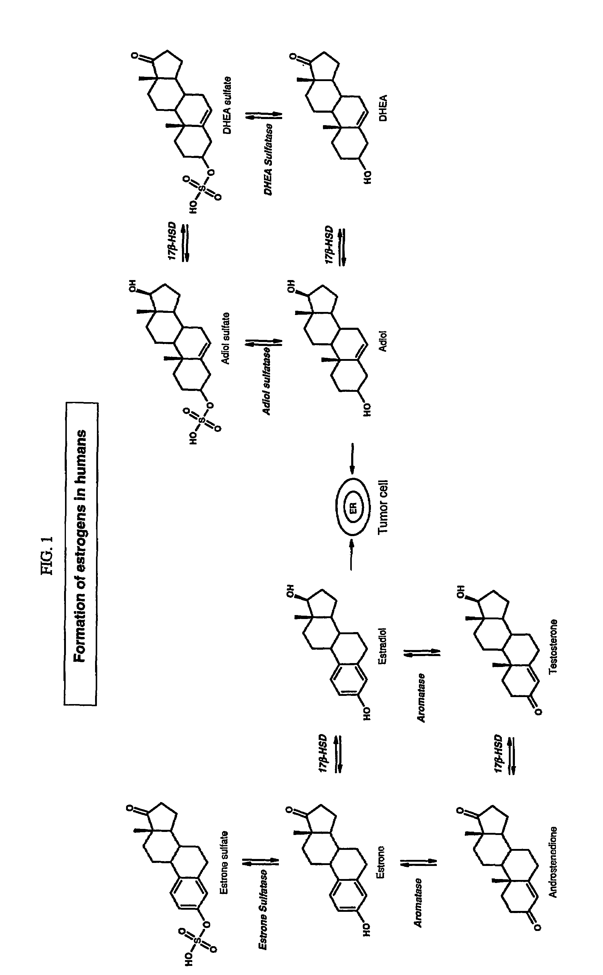 Sulfamate benzothiophene derivatives as steroid sulfatase inhibitors