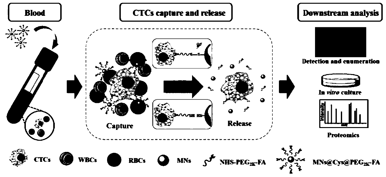 Kit for rapidly capturing, releasing and detecting circulating tumor cells without damage