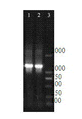 Gene epoO of sorangium cellulosum and its use in epothilone synthesis