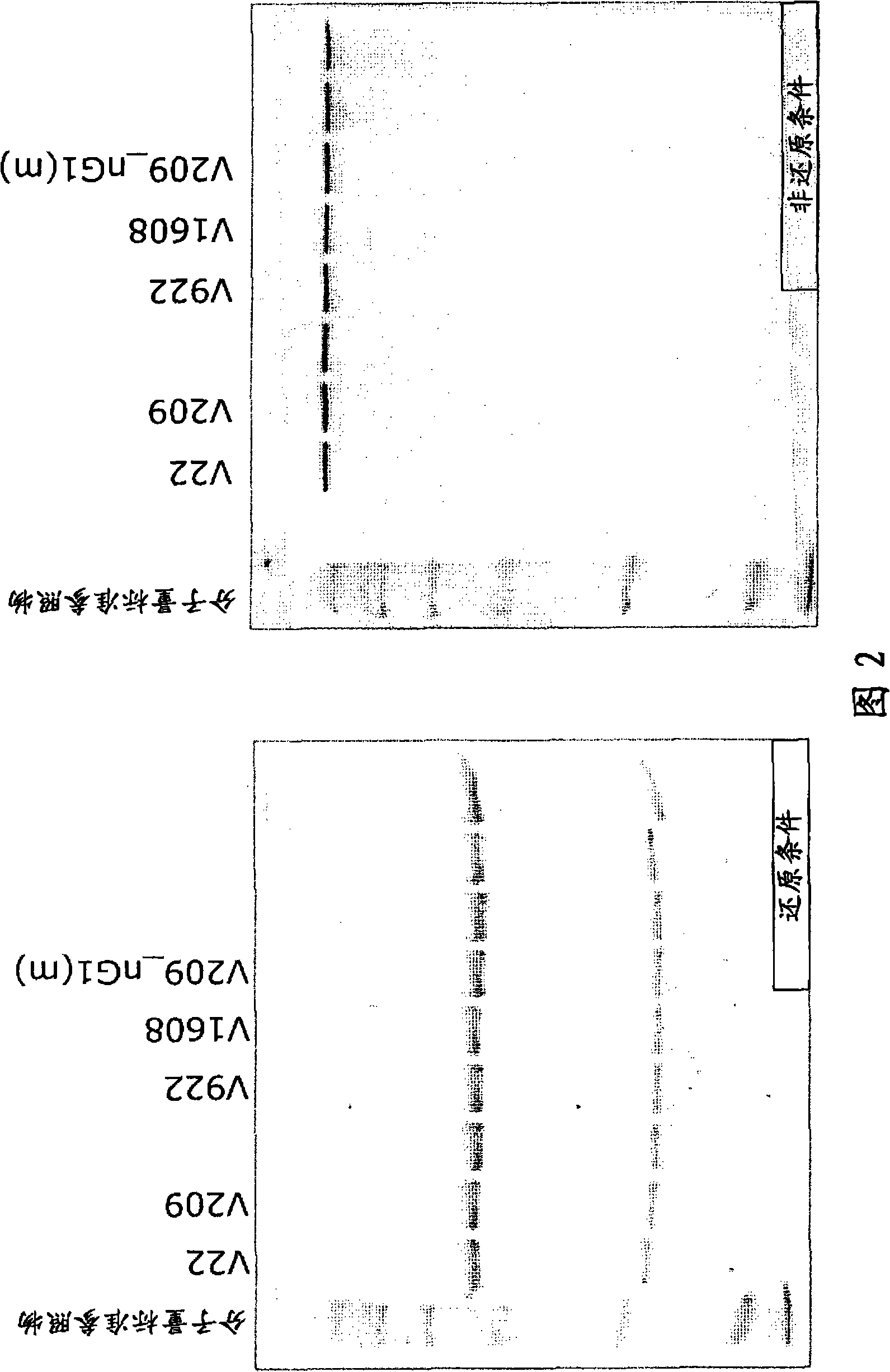 Anti-glypican-3 antibody