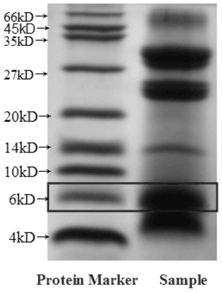 A kind of hypoglycemic bitter gourd polypeptide compound capsule and preparation method thereof